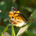 Phyciodes cocyta cocyta - Photo (c) Mark Rosenstein, some rights reserved (CC BY-NC), uploaded by Mark Rosenstein