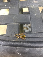 Hymenoptera