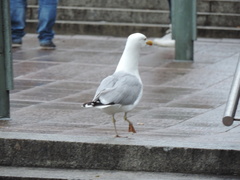 Larus argentatus