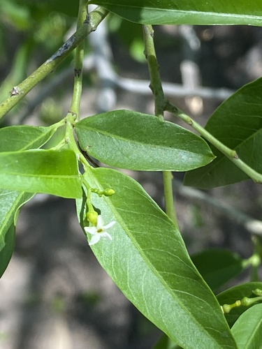 Image of Vallesia glabra by (c) Leonel Roget, some rights reserved (CC BY)