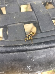 Hymenoptera
