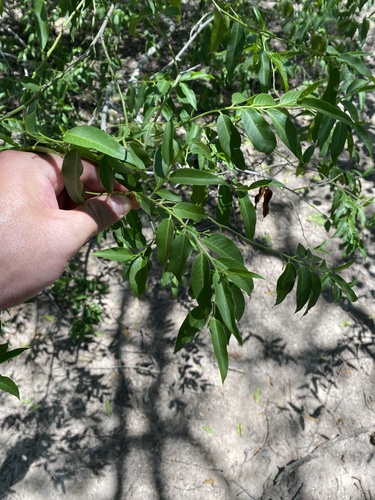 Image of Vallesia glabra by (c) Leonel Roget, some rights reserved (CC BY)
