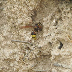Delta unguiculatum