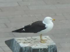 Larus fuscus fuscus