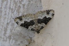 Epirrhoe galiata
