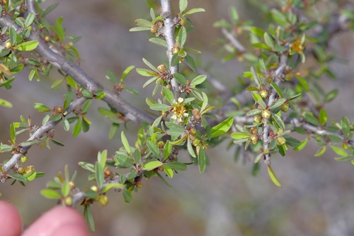 Image of Prunus minutiflora by (c) Michelle W. （鍾偉瑋）, some rights reserved (CC BY)