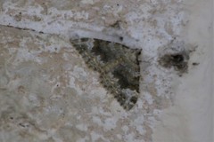 Coenotephria tophaceata