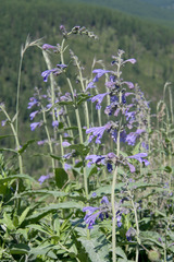 Nepeta sibirica