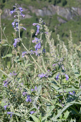 Nepeta sibirica