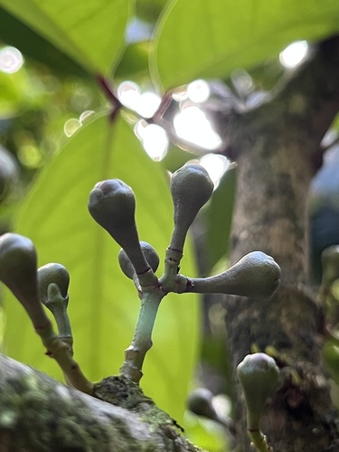 Syzygium malaccense