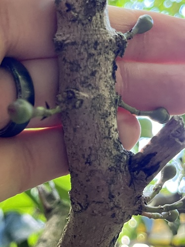 Syzygium malaccense