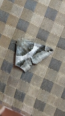 Poaphilini