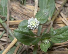 Gomphrena celosioides