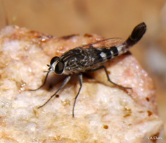 Apiocera