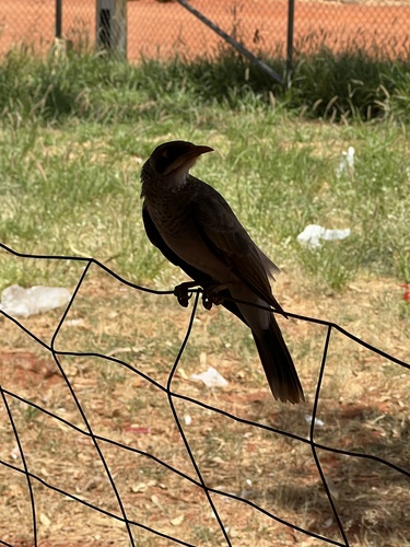 Yellow-throated Miner
