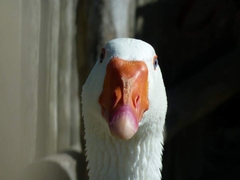 Anser anser domesticus