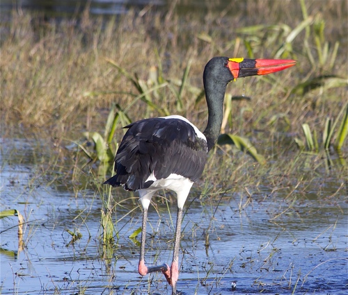 Saddle-billed Stork
