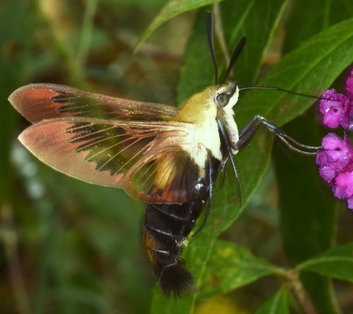 Snowberry clearwing