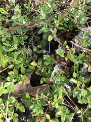 Vaccinium crassifolium