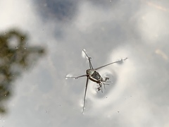 Trepobates subnitidus