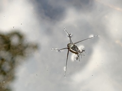 Trepobates subnitidus