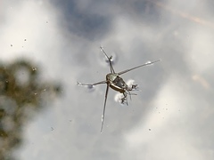 Trepobates subnitidus