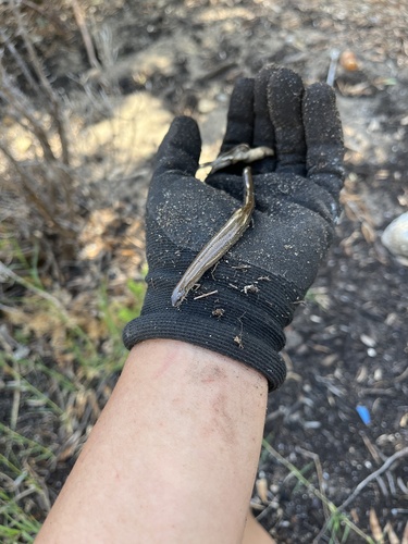 Two-toed Earless Skink, Hemiergis quadrilineatus