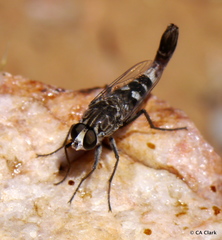 Apiocera