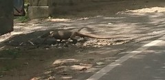 Varanus bengalensis