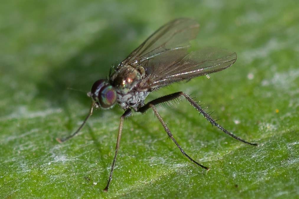 Diaphorus deliquescens