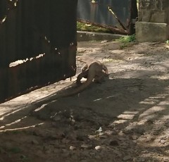 Varanus bengalensis