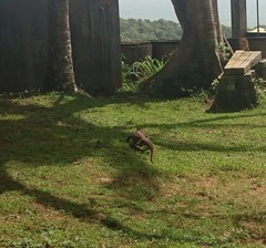 Varanus bengalensis