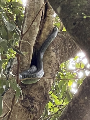 Common Tree Snake sighting