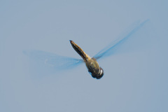 Pantala