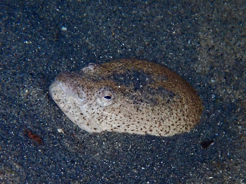 Gestippelde lepelneus-slangaal (Echiophis punctifer) — Ophichthidae