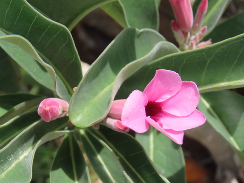 Image of Adenium boehmianum by no rights reserved