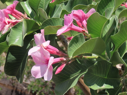 Image of Bushman's Poison (Adenium boehmianum) by no rights reserved