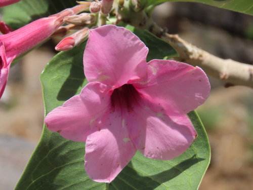 Image of Adenium boehmianum by no rights reserved