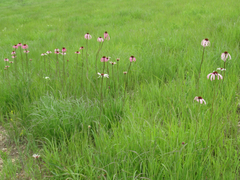 Echinacea pallida