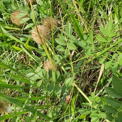 Glycyrrhiza