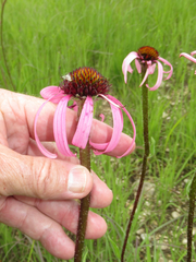 Echinacea pallida