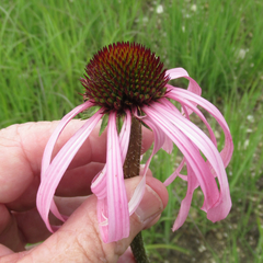 Echinacea pallida