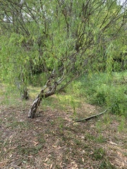 Leptospermum brachyandrum