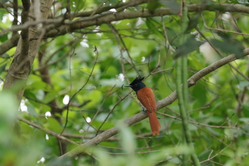 Indian Paradise-Flycatcher
