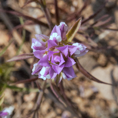 Orthocarpus cuspidatus