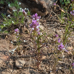 Orthocarpus cuspidatus