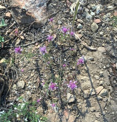 Orthocarpus cuspidatus