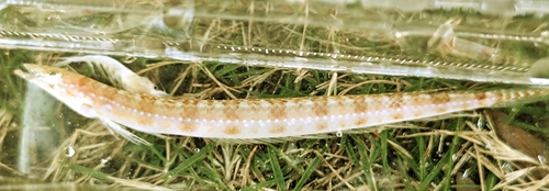 Trichonotus setiger observed 2025-03-12
