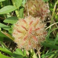 Glycyrrhiza