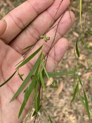 Leptospermum brachyandrum